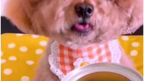 Cute Dog Eating