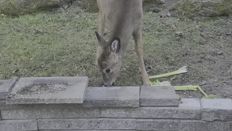 4 Month Old Fawn