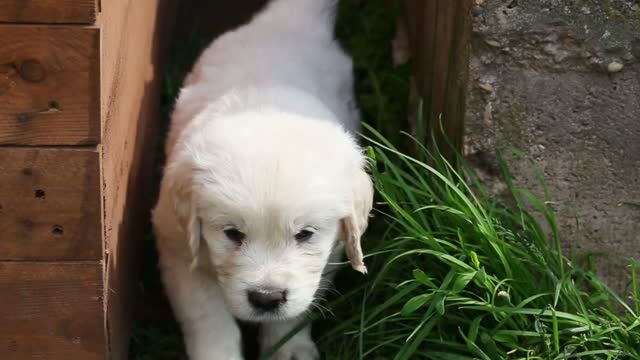 beautiful little golden retriever puppy in nature