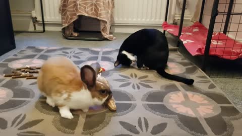 Bunny and kitty play together in perfectharmony funny video