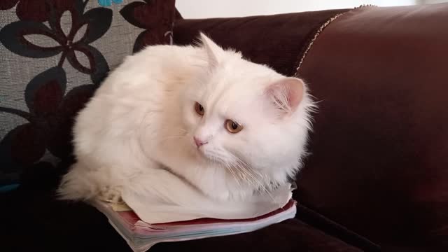 Funny white cat,funny animals at home