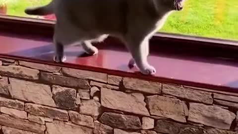 funny wee movements for more #funny#wee#dog#short