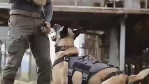 How to train a Dog | Dog training video | Train your dog in easy way |