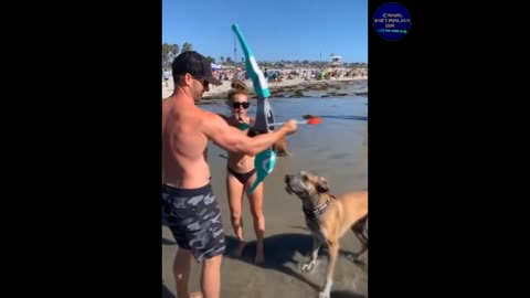 VERY FUNNY VIDEOS TO LAUGH A LOT 2021