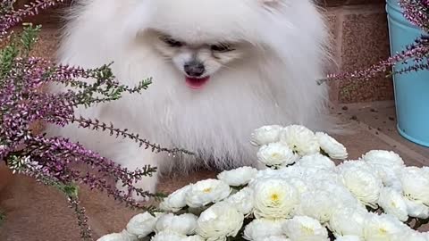 an-adorable-white-dog-near-white-flowers