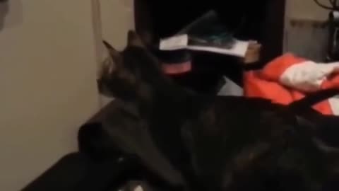 Funny and Cute Cats Videos #8 │Gadis Sekarwangi