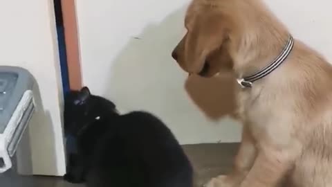 Dog and Cat Escaping