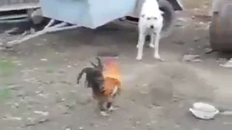 Fight between a dog and rooster