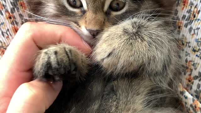 A cat cuddled on the other and a beautiful color