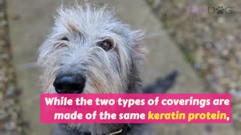 What Is The Difference Between Dog Fur & Dog Hair#
