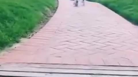 Funny animals compilation Cat $ Dogs edition