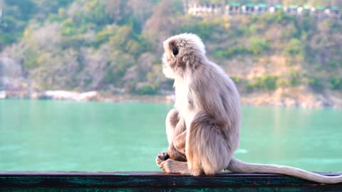 monky is sitting
