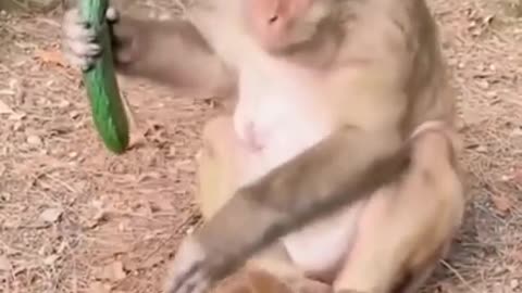 monkey