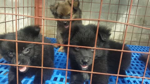 Germanspitz puppies 😘😚