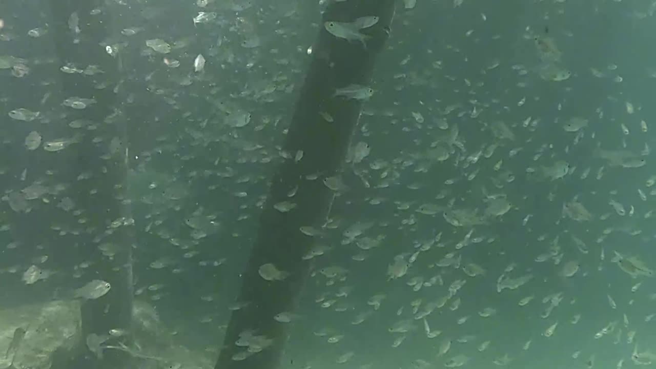 Snorkeling Adventures Philippines. Wow so many fish just under the water