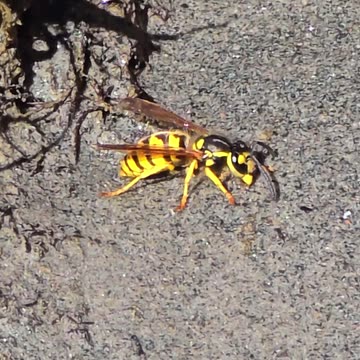 Wasp by the river.