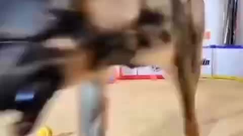 WE LOVE OUR DOGS - DOGS OF WAR - FOCUS