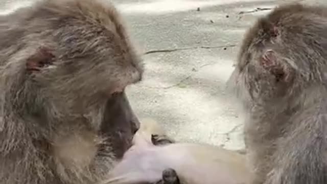 Funny monkey clip videos