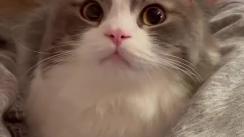 Aww kitten adorable