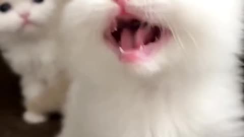 "Funny Cat Mischief: Playtime Adventures!"