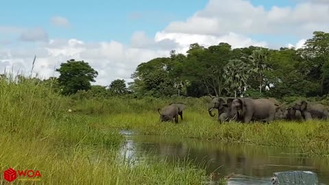 Amazing Elephant Save Baby Elephant From Crocodile Hunting - Animals Hunting Fail