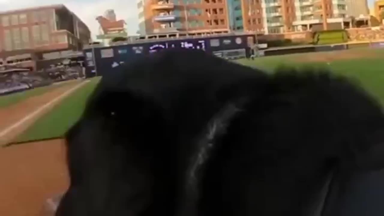 The Ripken Bat Dog || Baseball