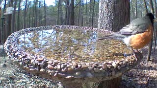 a robin bathing