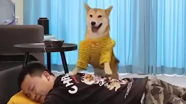 Collection Of Funny Doge Dog Videos