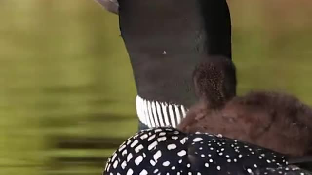 Where did you buy the stick on your head? It's very beautiful and luxurious
