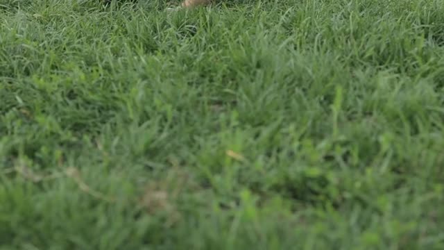 Puppies Playing on the Grass