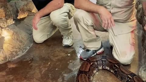 Amazing Zoo Man Feeding a Snake