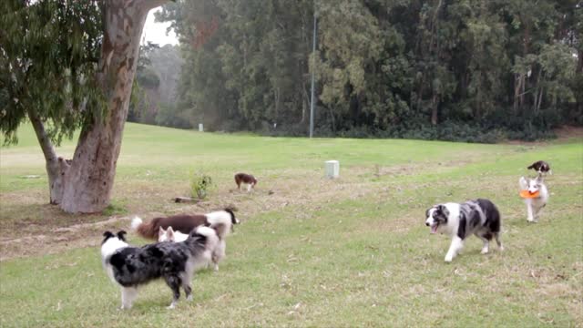 Dogs playing.Nice and pretty dogs and coyotes.