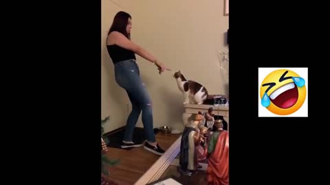 Cat is dancing with owner