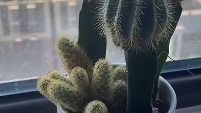 Cactus is the best flower I have ever raised