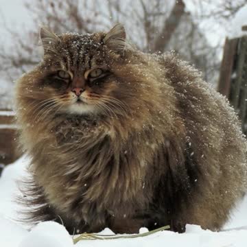 Majestic Siberian Cats Have Taken Over Russian Farm