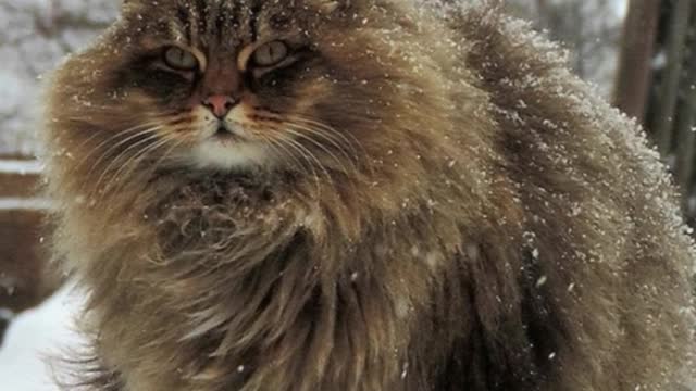 Majestic Siberian Cats Have Taken Over Russian Farm