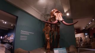 Canegie Museum of Natural History Pittsburg PA tour walkthrough