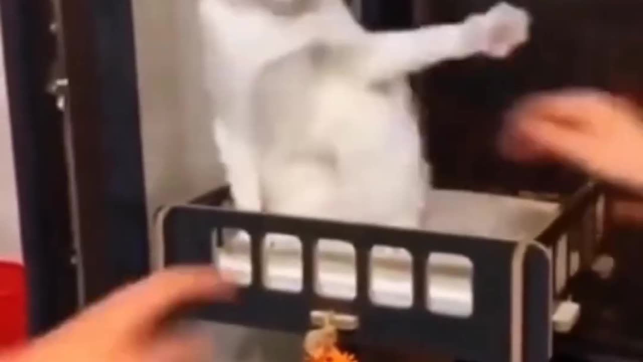 Funny cats video