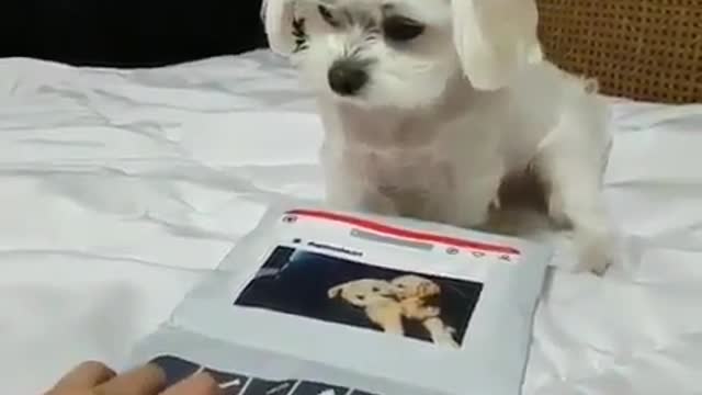 funny dog