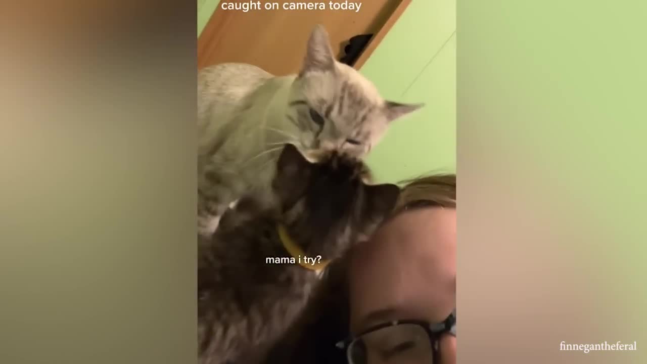 Funniest Cat Videos TO KICK START YOUR DAY - Funny Pet Reaction