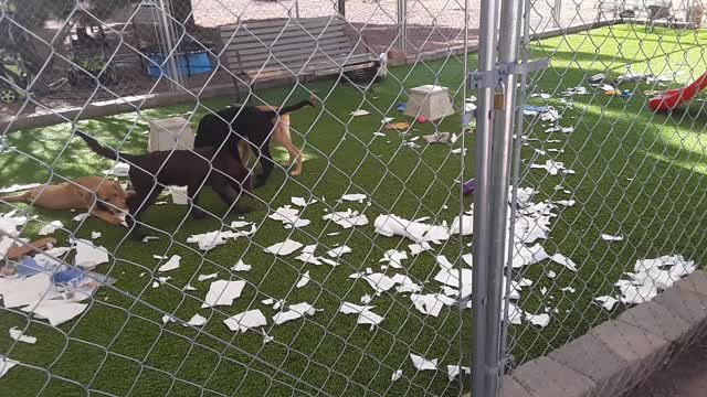 8 Puppies Get Into Trouble