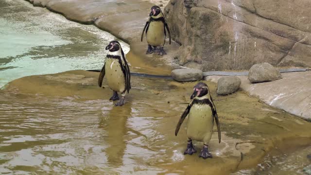 beautiful penguins