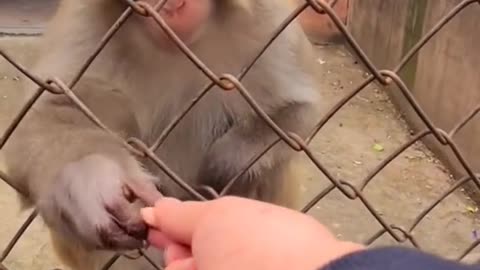 cute monkey expression