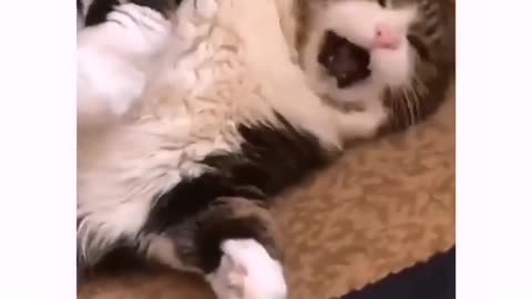 Funny Cat Videos