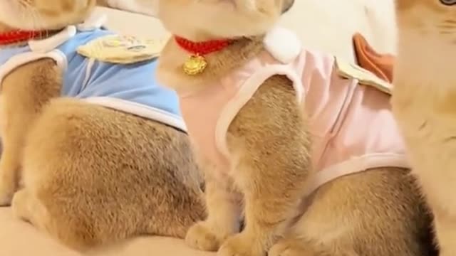 Cute Cats Wishing you a good day!