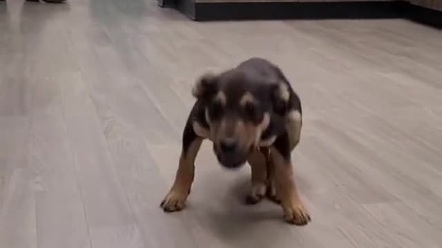 My pet funy video