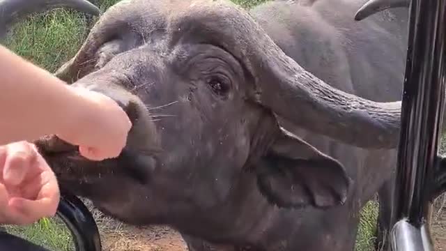 See the Friendly Gesture of Wild Buffalo |asking for water from the tourists |