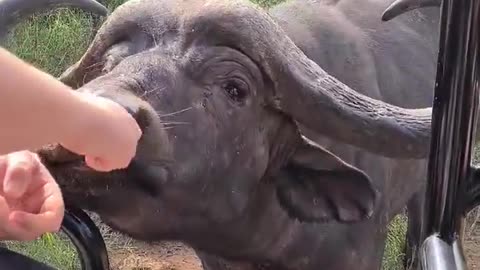 See the Friendly Gesture of Wild Buffalo |asking for water from the tourists |