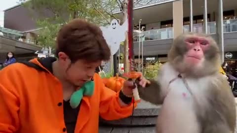 Nothing better than mdrr monkey videos