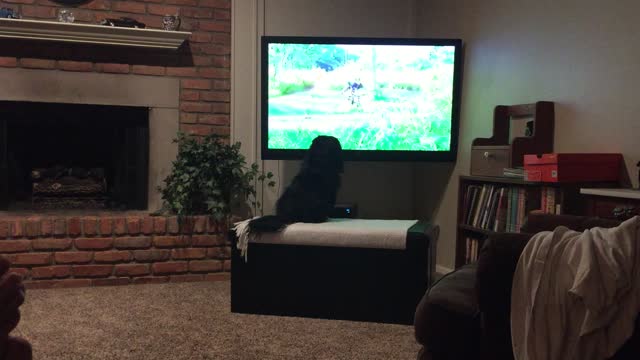 Rocky watching TV